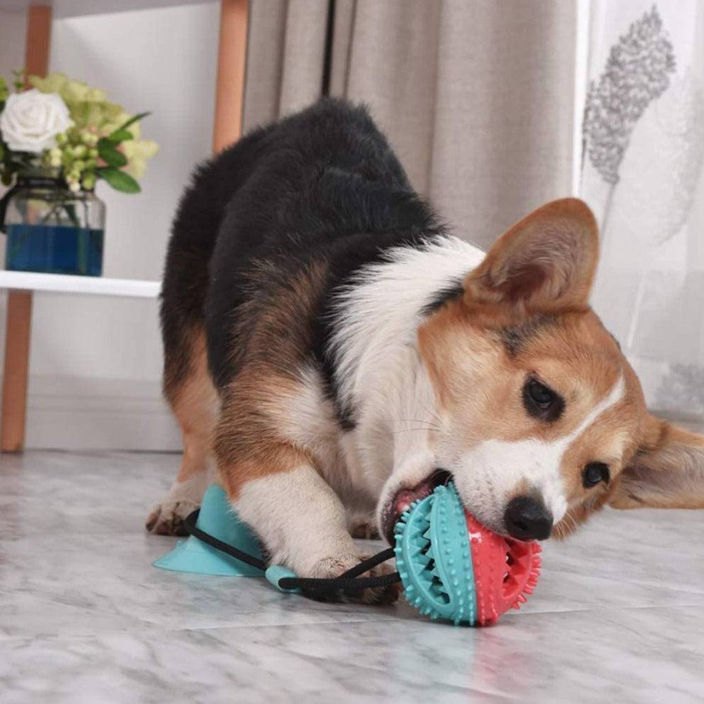 Treat Dispensing Dog Pull Toy-2