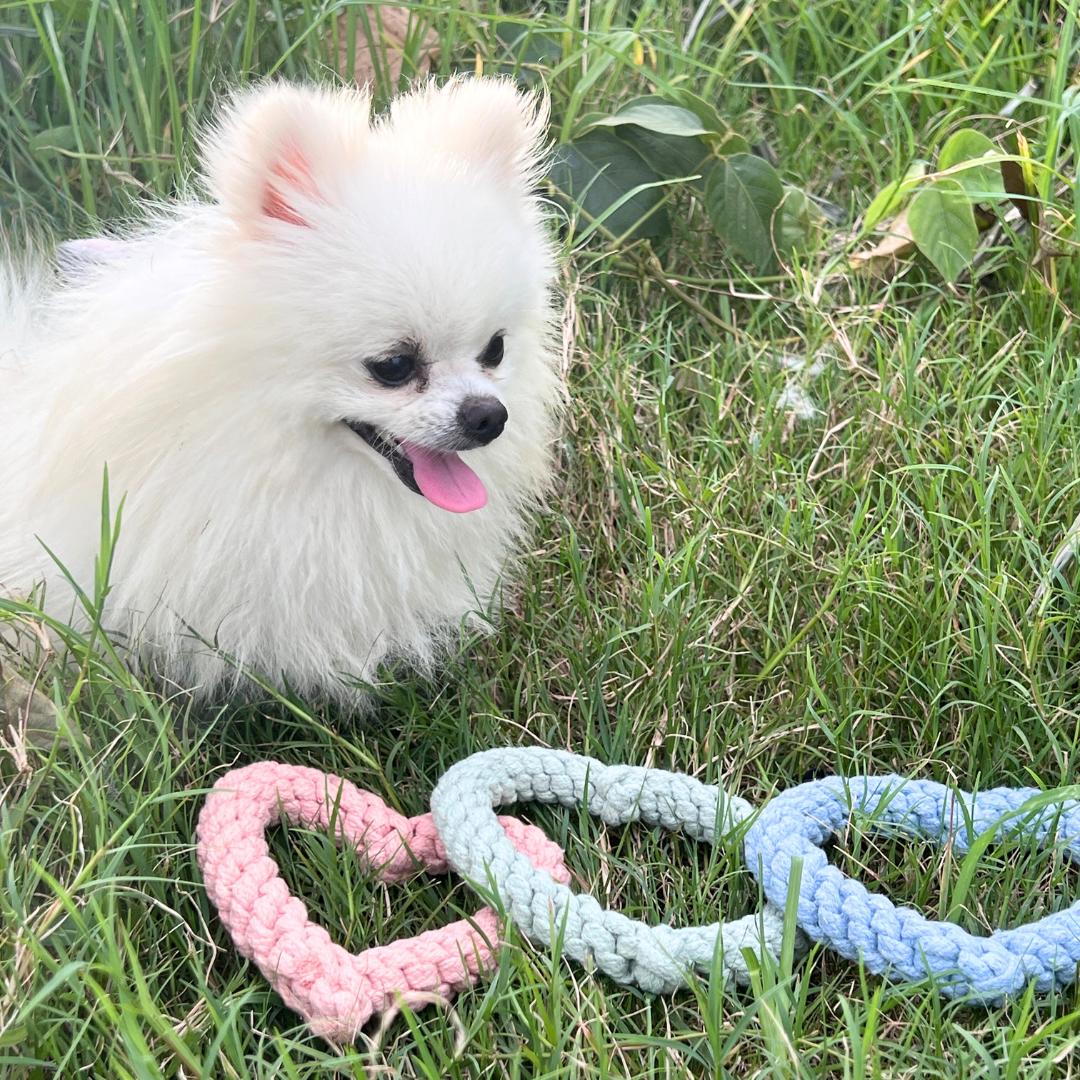 Sweetheart Macarons & Bear Hugs Collection Dog Toys-2