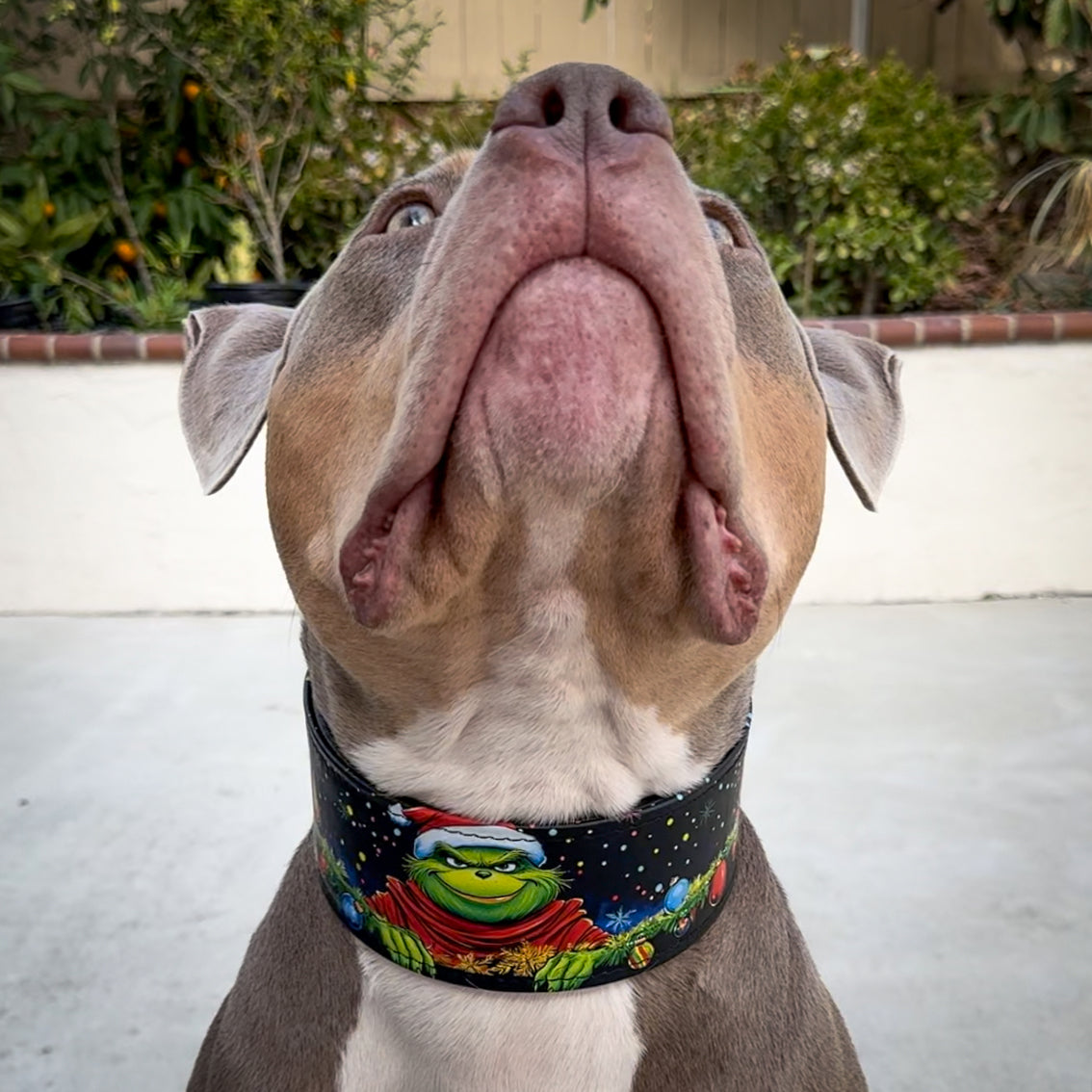 The Grinchmas Limited Collar-4