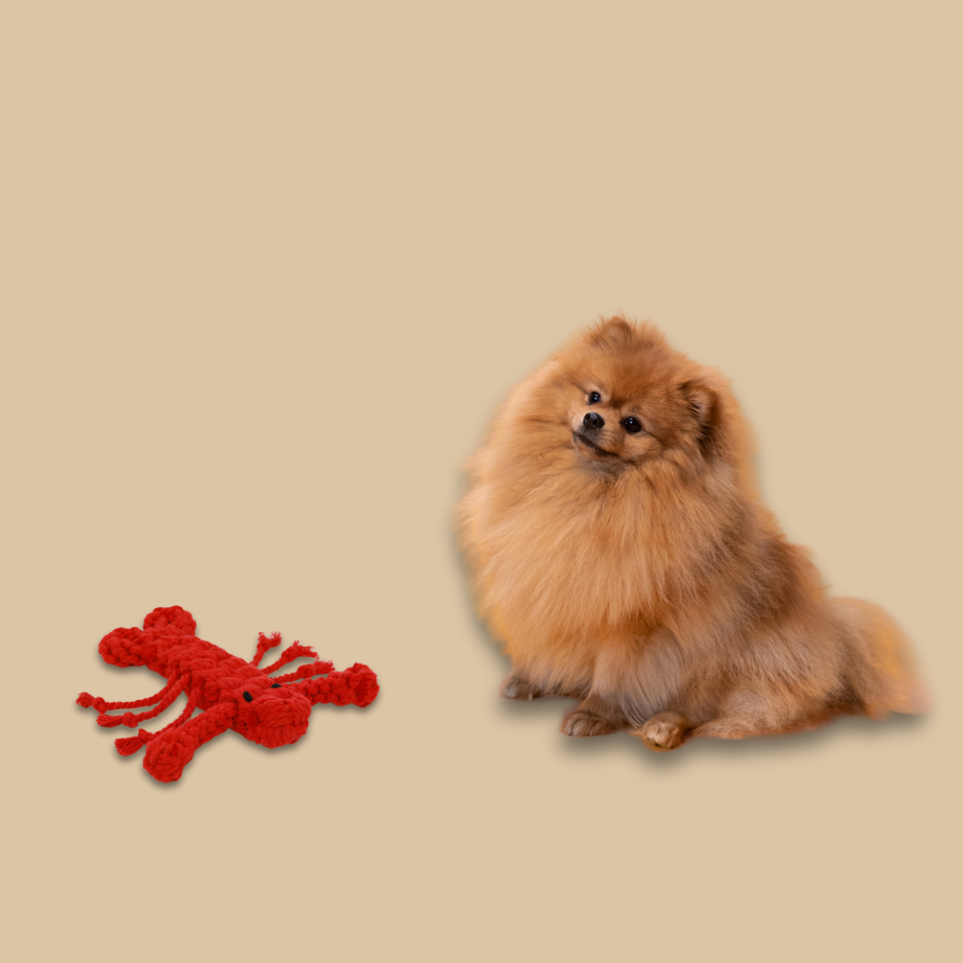 Rose the Lobster Pet Rope Toys-2