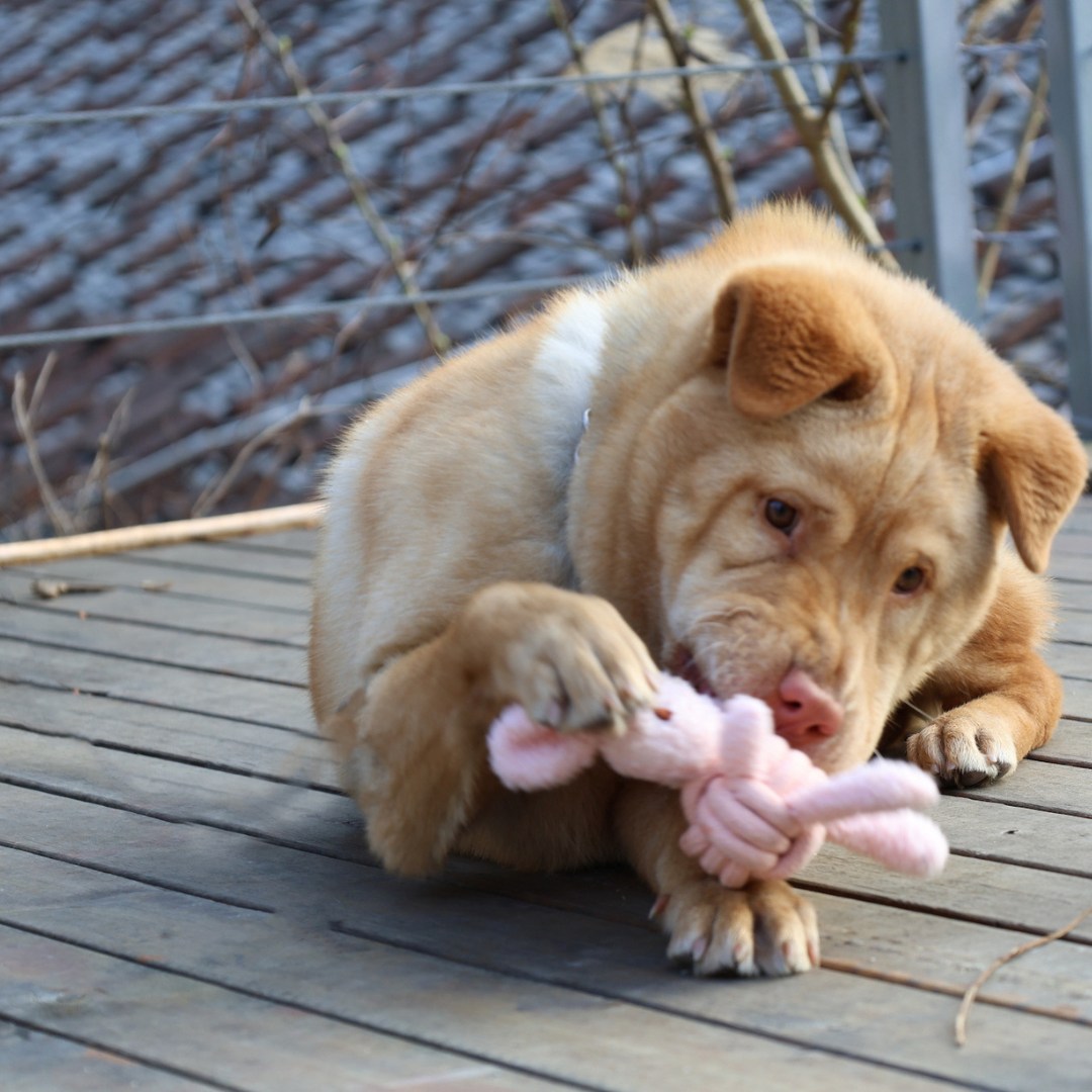 Squeaky Rope Buddies-4