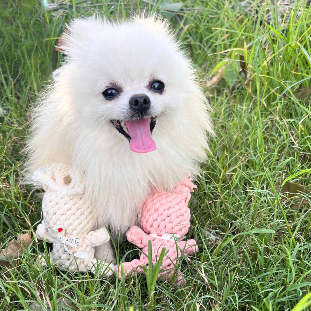 Sweetheart Macarons & Bear Hugs Collection Dog Toys-3