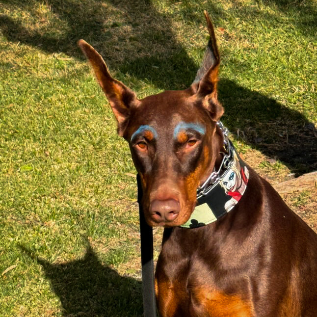 The Harley Limited Collar-1
